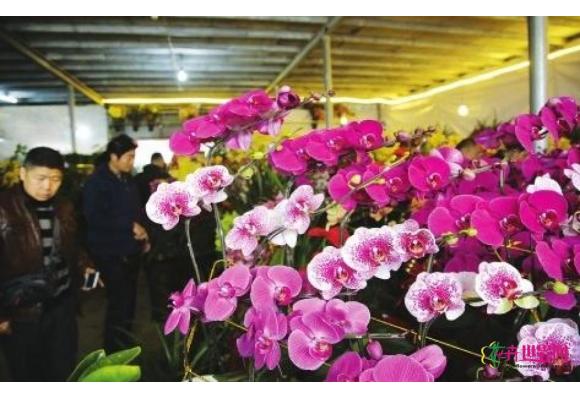 上海花卉市场年宵花生意进入旺季 上海花卉市场年宵花生意进入旺季