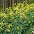 花叶大吴风草