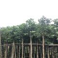 秋枫