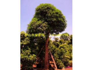 绿化芒果