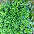 非洲茉莉
