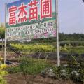 冬青女贞