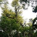 锦叶榄仁/花叶榄仁