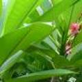 纯红花鸡蛋花