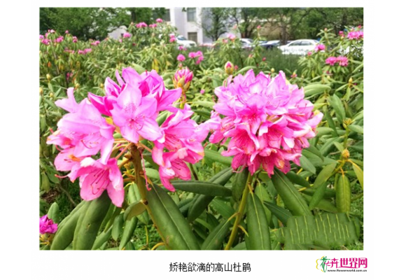 云南花企打造国内首个高山杜鹃主题园