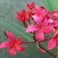 红花鸡蛋花