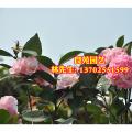 茶花