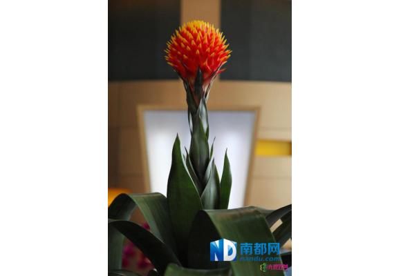 群芳齐放竞花王 “屌丝”逆袭“高富帅”