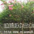 红花紫薇