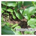 核桃