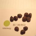 大腹木棉