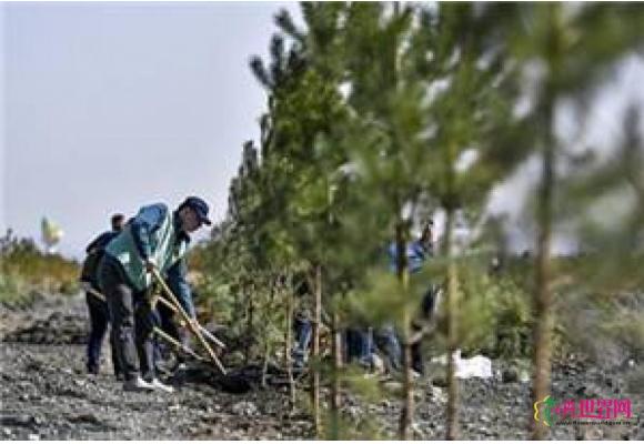 全球植树有望储存大部分碳排放 
