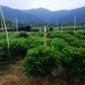 非洲茉莉