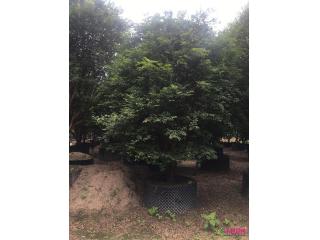 嘉宝果