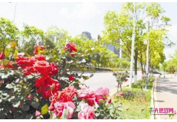 云南昆明：5年坚持不断创新 绿化巡查用脚步丈量城市景观 