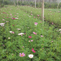 波斯菊
