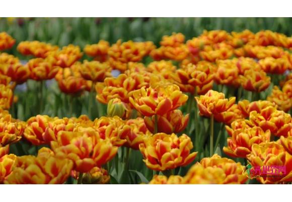 新加坡滨海湾花园郁金香绽放