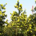 澳洲黄花树