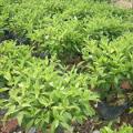 非洲茉莉