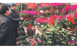 山东:济南花市花卉普遍价格上涨 山东:济南花市花卉普遍价格上涨
