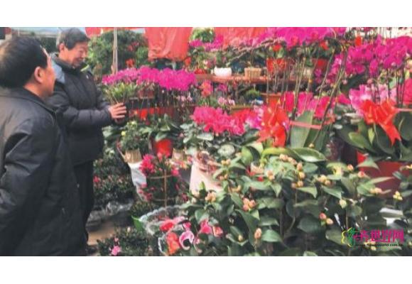 山东:济南花市花卉普遍价格上涨 山东:济南花市花卉普遍价格上涨