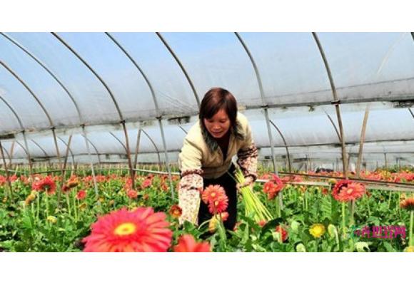 福建:福州市罗源6000多亩花卉 去年创下产值1.4亿元 福建:福州市罗源6000多亩花卉 去年创下产值1.4亿元