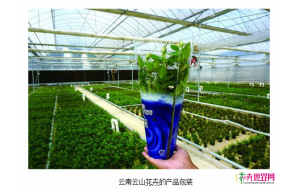 云南：小盆花种植者包装意识增强