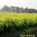 黄金香柳