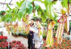 南京：进口猪笼草受市民欢迎 每盆45元（图）