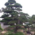 黑松
