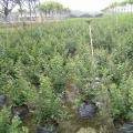 细叶紫薇