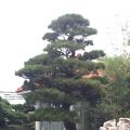 日本黑松