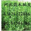 冬青女贞