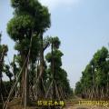 香樟树