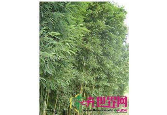 黄条早竹