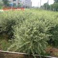 银叶金合欢