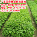 大叶紫薇