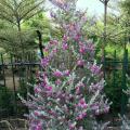 红花玉芙蓉