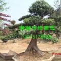 造型罗汉松