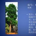 秋枫