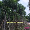 麻楝