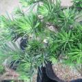 雀舌罗汉松