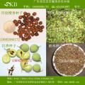 檀香种子,檀香木种子,花梨木种子,花梨种子,沉香种子,沉香木种子,白木香种子,柚木种子,檀香紫檀种子,红豆杉种子,珍稀名贵树种子,