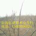 山楂树