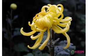 天津：清明临近 菊花畅销价格上涨