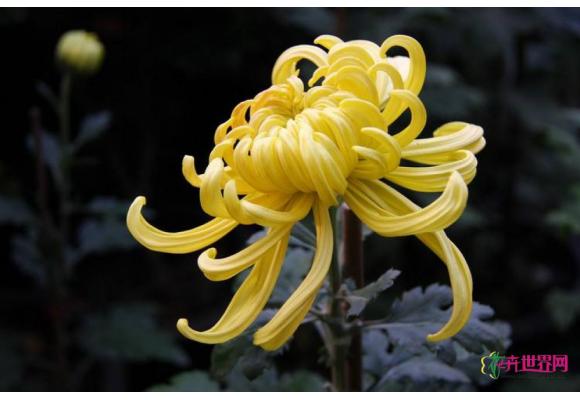 天津:清明临近 菊花畅销价格上涨 天津:清明临近 菊花畅销价格上涨