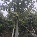 腊肠树