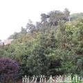 罗汉松