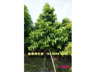 白玉兰