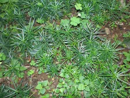 云南农民培育3万株苍山三尖杉活体苗